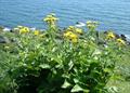 Elecampane 